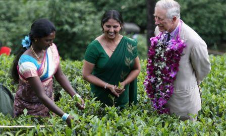 Sri Lanks's Mackwoods Builds on its Reputation as a Tea Pioneer